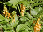 Lathyrus aureus - small image 2