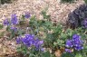 Lathyrus nervosus - small image 2