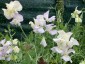 Lathyrus odoratus 'High Scent' - small image 2
