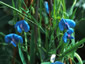 Lathyrus sativus - small image 2