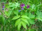 Lathyrus vernus - small image 2