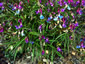 Lathyrus vernus filicifolius - small image 2