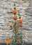 Leonotis leonurus - small image 2