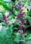 Lepechinia hastata - small image 2