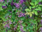 Lespedeza buergeri - small image 2