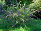 Lespedeza thunbergii - small image 2