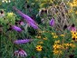 Liatris pycnostachya - small image 2