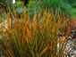 Libertia peregrinans - small image 2