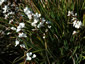 Libertia procera - small image 2