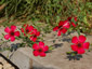 Linum grandiflorum 'Rubrum' - small image 2