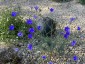 Linum narbonense - small image 2