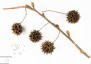 Liquidamber styraciflua - small image 2