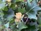 Liriodendon tulipifera - small image 2