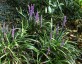 Liriope muscari AGM - small image 2