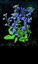 Lobelia siphilitica - small image 2