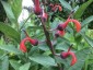 Lobelia tupa - small image 2