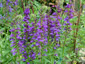 Lobelia x speciosa 'Vedrariensis' - small image 2