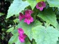 Lophospermum erubescens AGM - small image 2