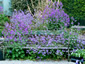 Lunaria annua 'Corfu Blue' - small image 2