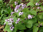 Lunaria rediviva - small image 2