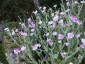 Lychnis coronaria 'Oculata' - small image 2