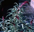 Lysimachia atropurpurea - small image 2