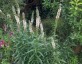 Lysimachia ephemerum - small image 2