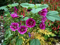 Malva mauritiana 'Bibor Fehlo' - small image 2