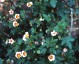 Malvastrum lateritium - small image 2
