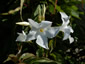 Mandevilla laxa - small image 2