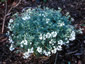Matthiola perennis 'Alba' - small image 2