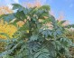 Melianthus major - small image 2