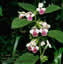 Melittis melissophyllum - small image 2