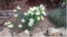 Mentzelia decapetala - small image 2