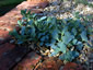Mertensia maritima - small image 2