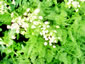 Meum athamanticum - small image 2