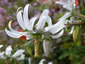 Michauxia campanuloides - small image 2