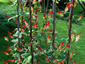 Mina lobata - small image 2