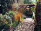 Molinia caerulea ssp. arundinacea - small image 2