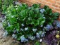 Myosotidium hortensia - small image 2