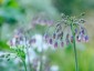 Nectaroscordum siculum - small image 2