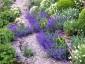 Nepeta faassenii AGM - small image 2