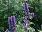 Nepeta kubanica - small image 2