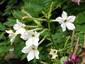 Nicotiana alata - small image 2
