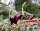 Nicotiana 'Black Knight' - small image 2