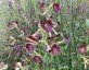 Nicotiana 'Bronze Queen' - small image 2