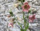 Nicotiana glutinosa 'Peach Screamer' - small image 2