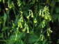 Nicotiana langsdorffii - small image 2