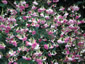 Nicotiana mutabilis - small image 2