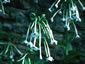 Nicotiana sylvestris - small image 2